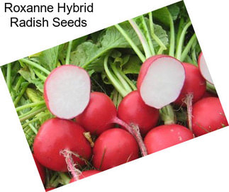 Roxanne Hybrid Radish Seeds