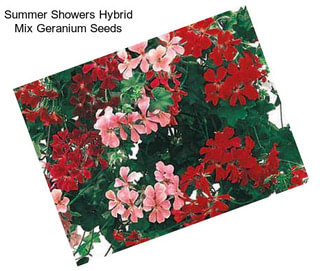 Summer Showers Hybrid Mix Geranium Seeds