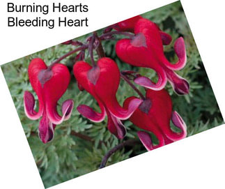 Burning Hearts Bleeding Heart