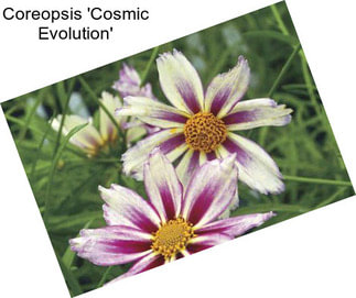 Coreopsis \'Cosmic Evolution\'