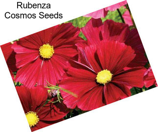 Rubenza Cosmos Seeds