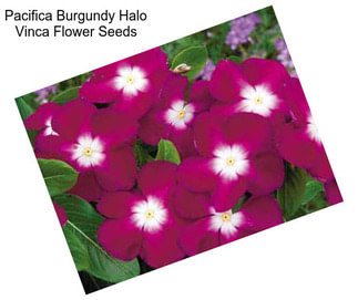 Pacifica Burgundy Halo Vinca Flower Seeds