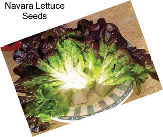 Navara Lettuce Seeds