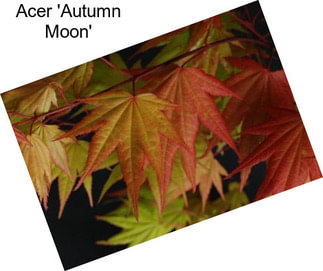 Acer \'Autumn Moon\'