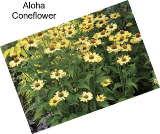 Aloha Coneflower