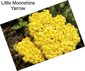 Little Moonshine Yarrow