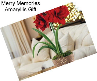 Merry Memories Amaryllis Gift