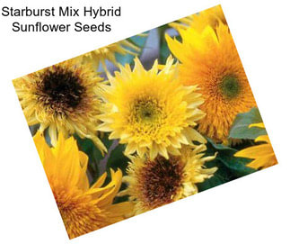 Starburst Mix Hybrid Sunflower Seeds
