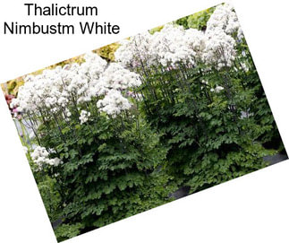 Thalictrum Nimbustm White