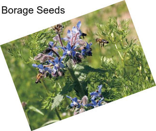 Borage Seeds