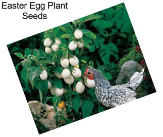 Easter Egg Plant Seeds