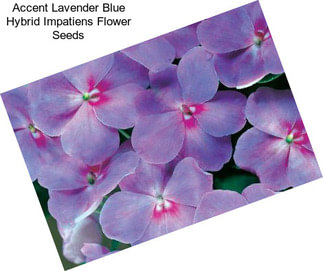 Accent Lavender Blue Hybrid Impatiens Flower Seeds