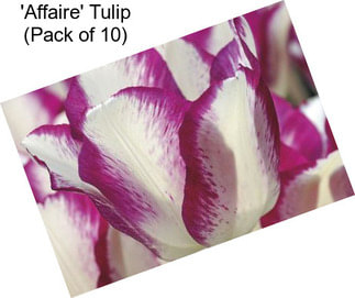 \'Affaire\' Tulip (Pack of 10)