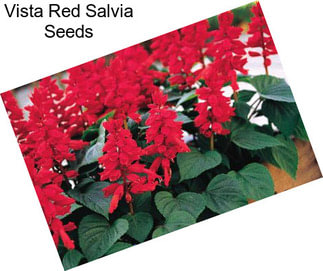 Vista Red Salvia Seeds