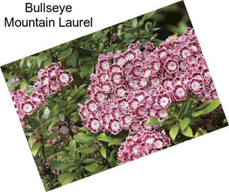 Bullseye Mountain Laurel