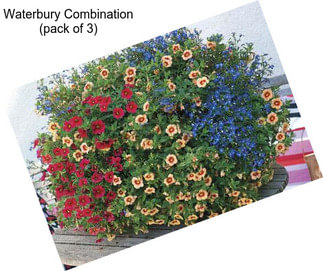 Waterbury Combination (pack of 3)