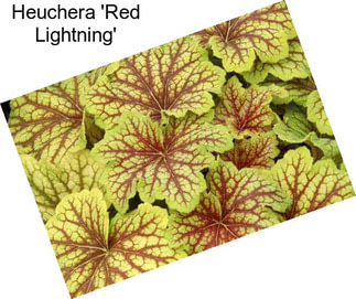 Heuchera \'Red Lightning\'