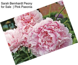 Sarah Bernhardt Peony for Sale  | Pink Paeonia