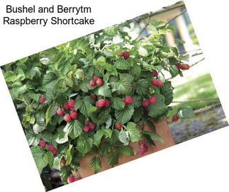 Bushel and Berrytm Raspberry Shortcake