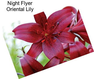 Night Flyer Oriental Lily