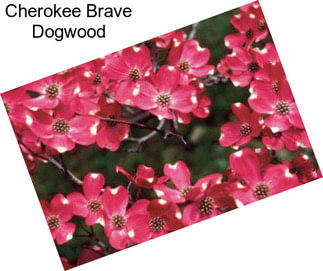 Cherokee Brave Dogwood