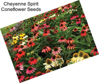 Cheyenne Spirit Coneflower Seeds