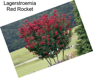 Lagerstroemia Red Rocket