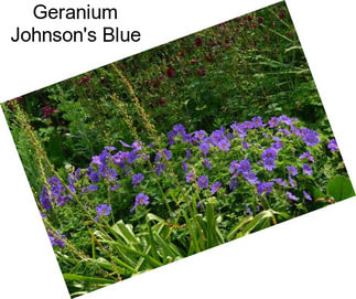 Geranium Johnson\'s Blue