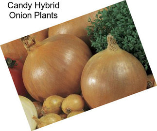 Candy Hybrid Onion Plants