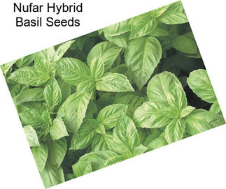 Nufar Hybrid Basil Seeds