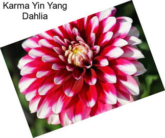 Karma Yin Yang Dahlia