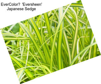 EverColor� \'Eversheen\' Japanese Sedge