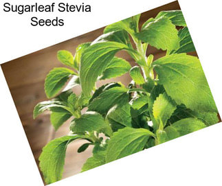 Sugarleaf Stevia Seeds