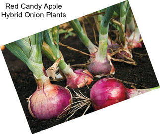 Red Candy Apple Hybrid Onion Plants