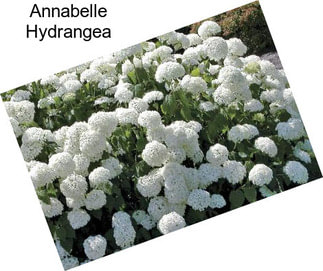 Annabelle Hydrangea