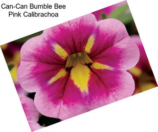 Can-Can Bumble Bee Pink Calibrachoa