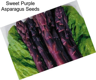 Sweet Purple Asparagus Seeds