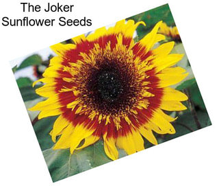 The Joker Sunflower Seeds