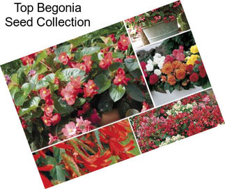 Top Begonia Seed Collection