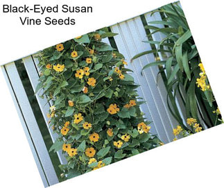 Black-Eyed Susan Vine Seeds