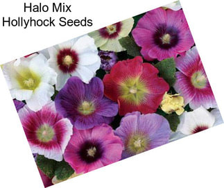 Halo Mix Hollyhock Seeds