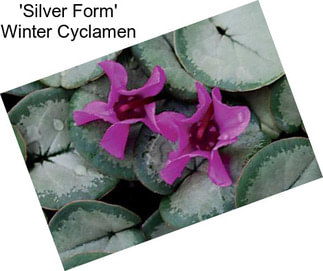\'Silver Form\' Winter Cyclamen