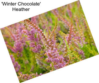 \'Winter Chocolate\' Heather