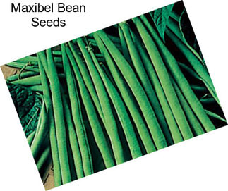 Maxibel Bean Seeds
