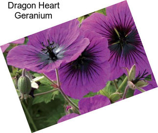 Dragon Heart Geranium