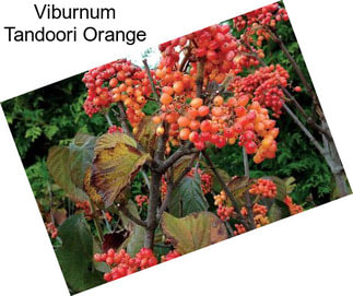Viburnum Tandoori Orange
