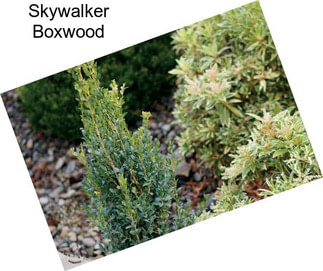 Skywalker Boxwood