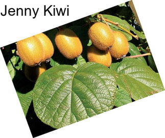Jenny Kiwi
