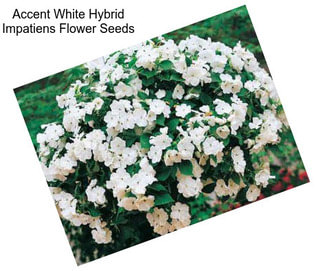 Accent White Hybrid Impatiens Flower Seeds