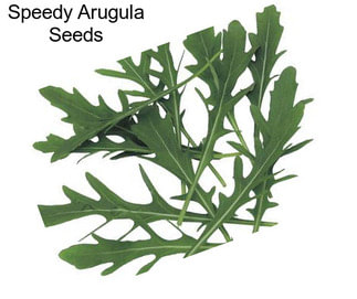 Speedy Arugula Seeds